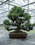 Pinus Thunbergii nr. 02