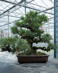 Pinus Thunbergii nr. 02