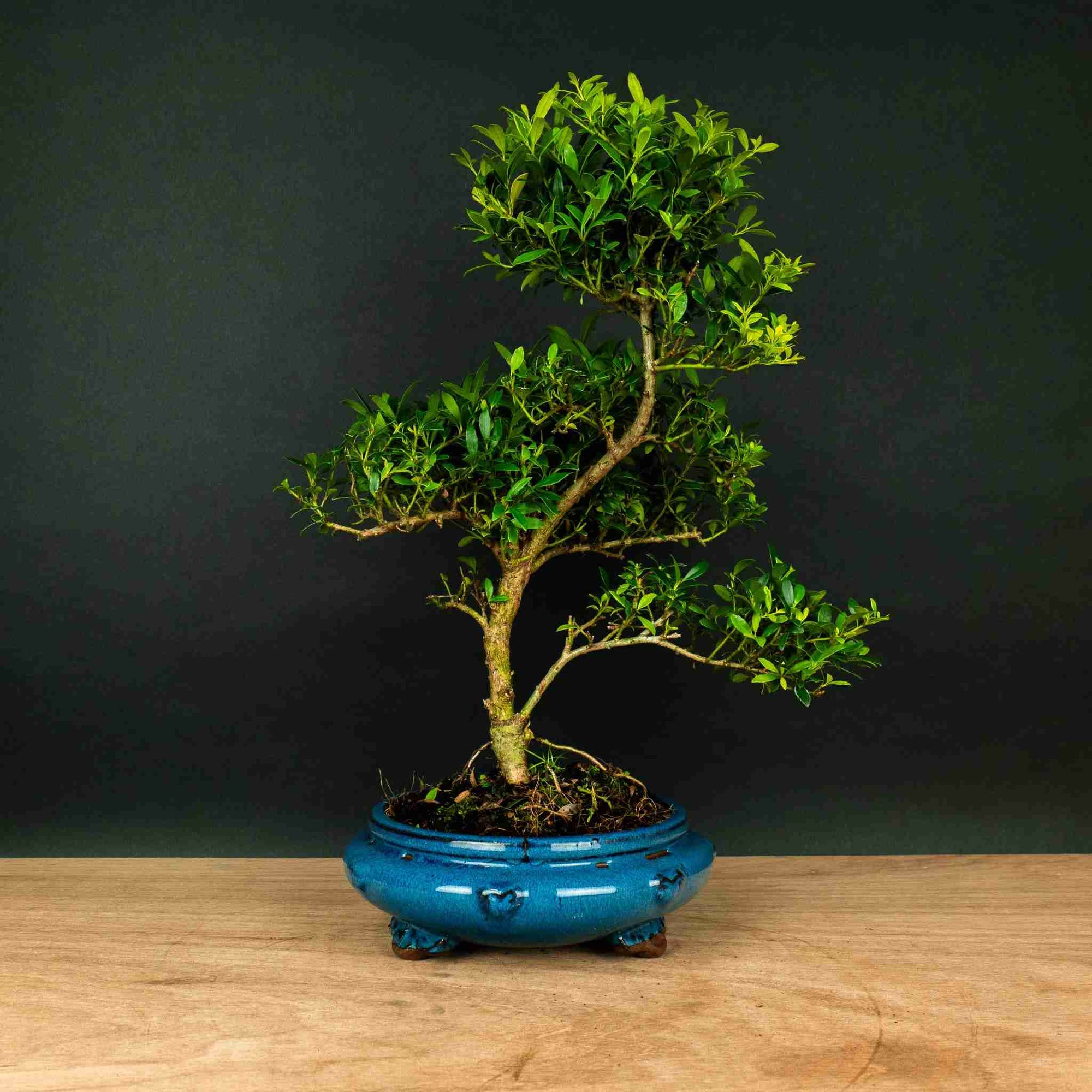 ILEX Spiral