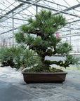 Pinus Thunbergii nr. 02