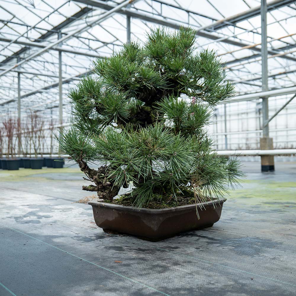 Pinus Thunbergii nr. 02