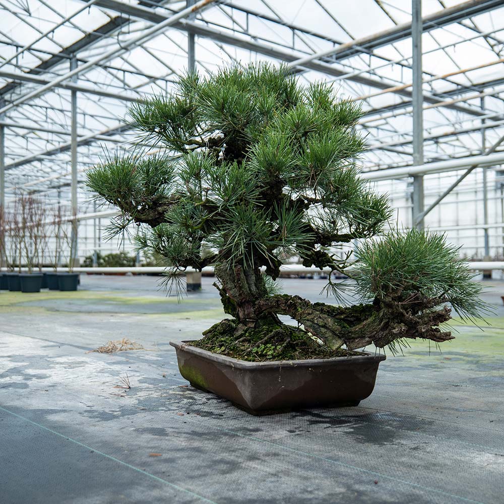 Pinus Thunbergii nr. 02
