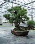 Pinus Thunbergii nr. 02