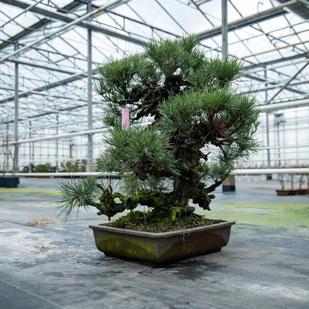 Pinus Thunbergii nr. 02