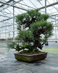 Pinus Thunbergii nr. 02