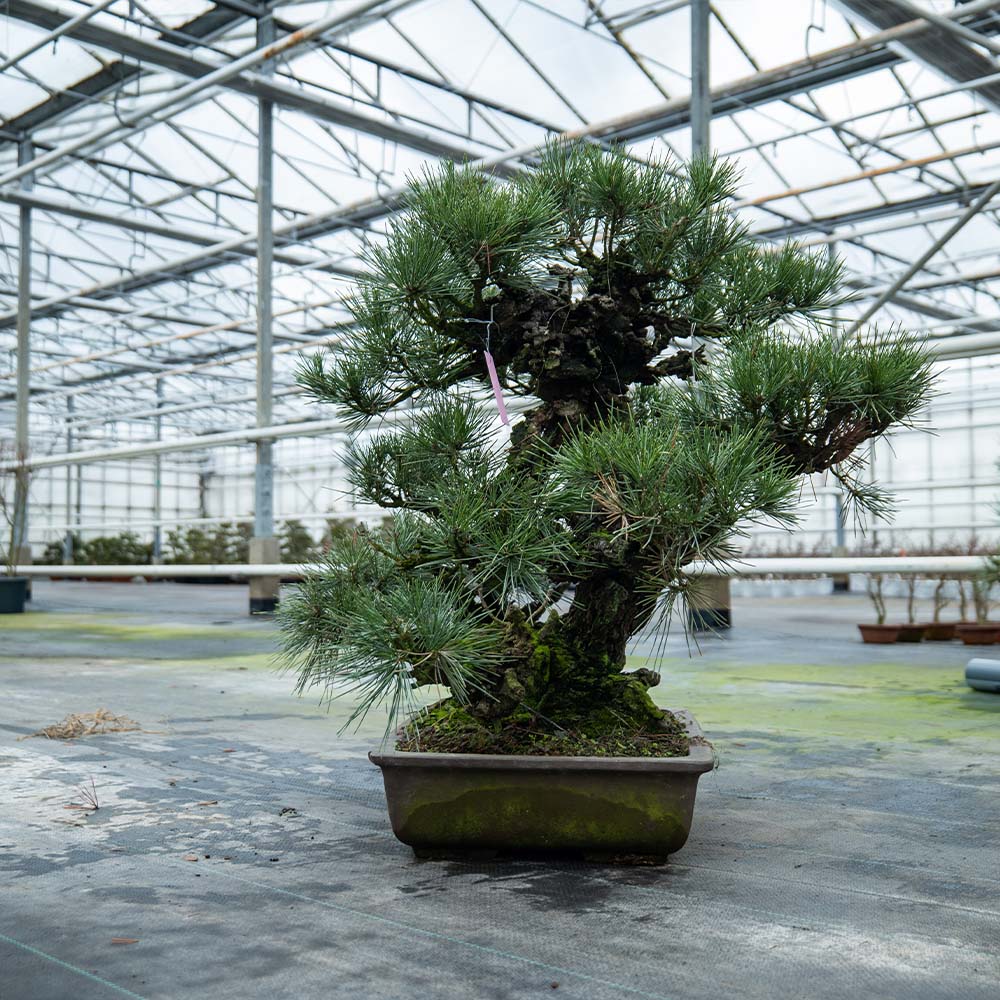 Pinus Thunbergii nr. 02