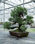 Pinus Thunbergii nr. 02