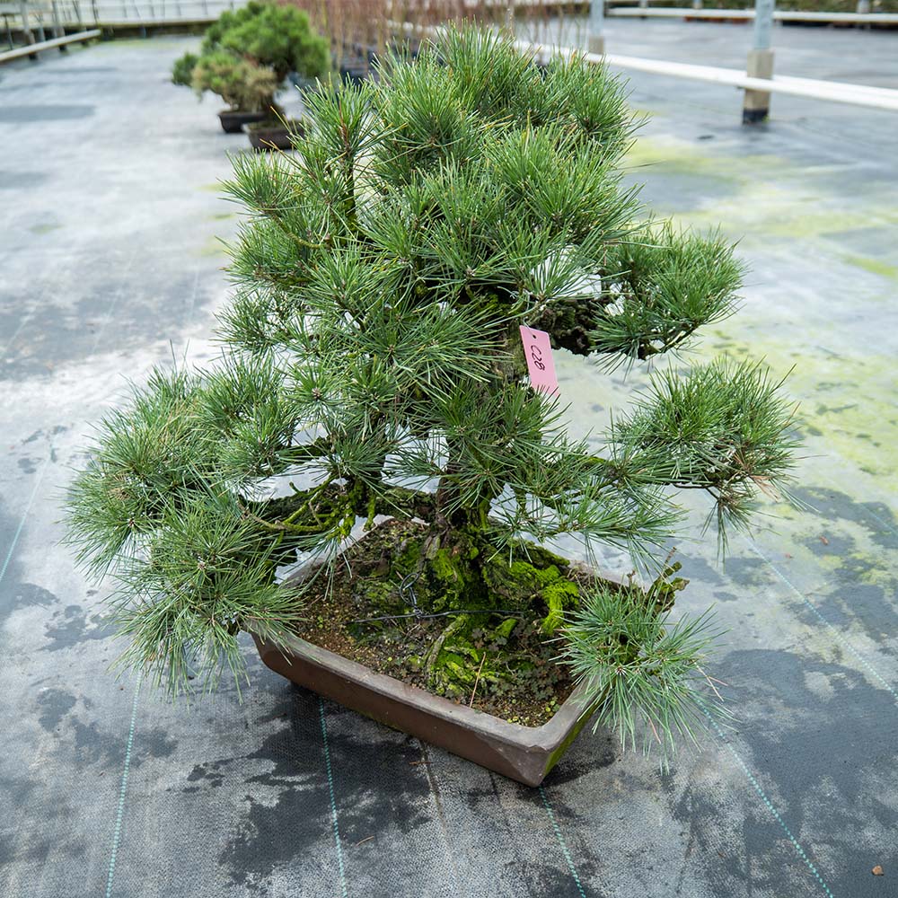 Pinus Thunbergii nr. 02