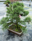 Pinus Thunbergii nr. 02