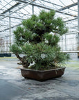 Pinus Thunbergii nr. 02